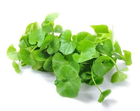 Weiprost conține gotu kola (Centella asiatica)